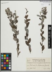 Foto von Salix repens L.
